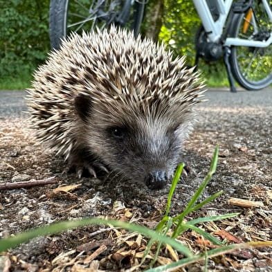 Safari Comtois au départ d'Ornans