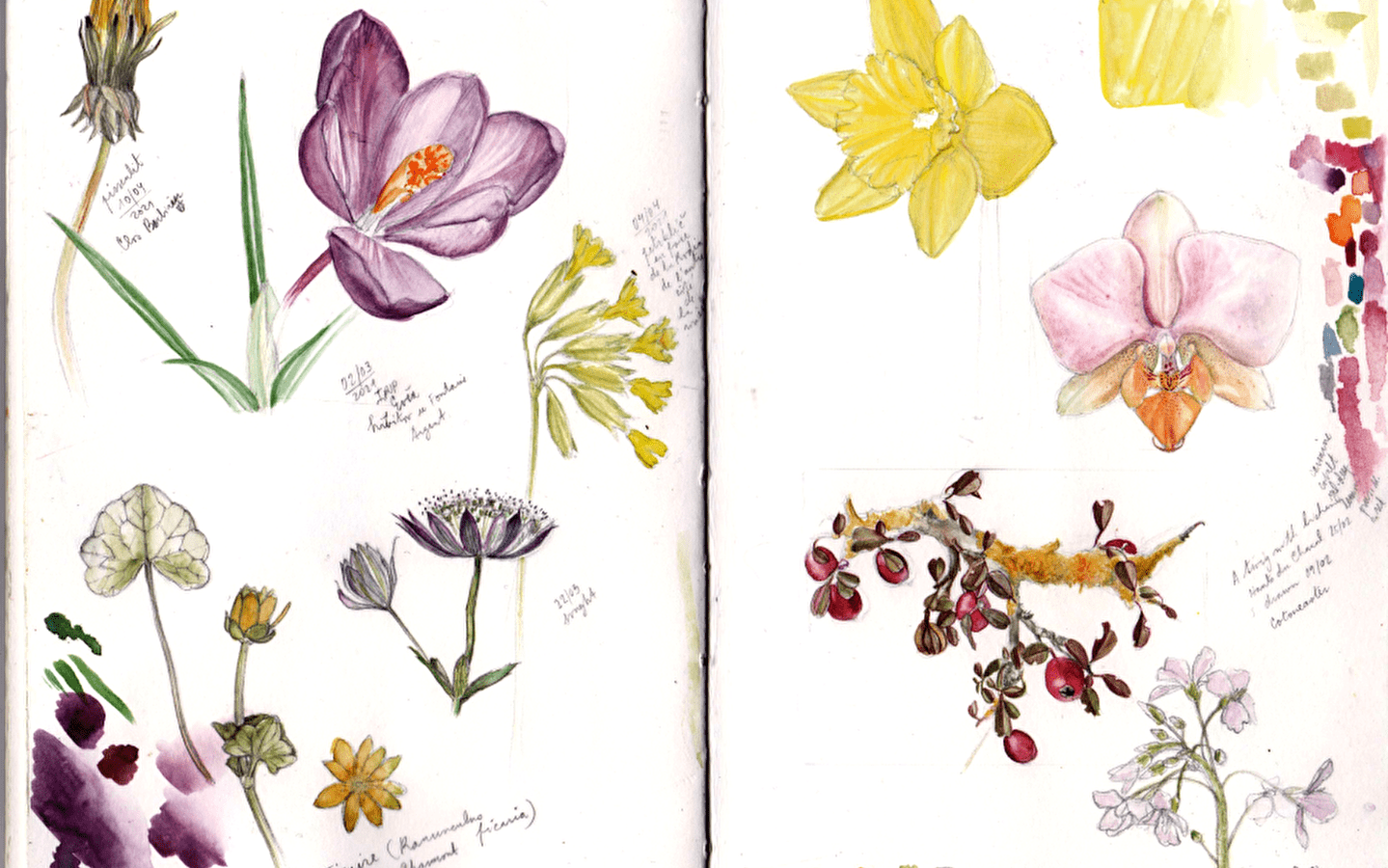 Atelier 123 Nature: Einführung in das botanische Zeichnen