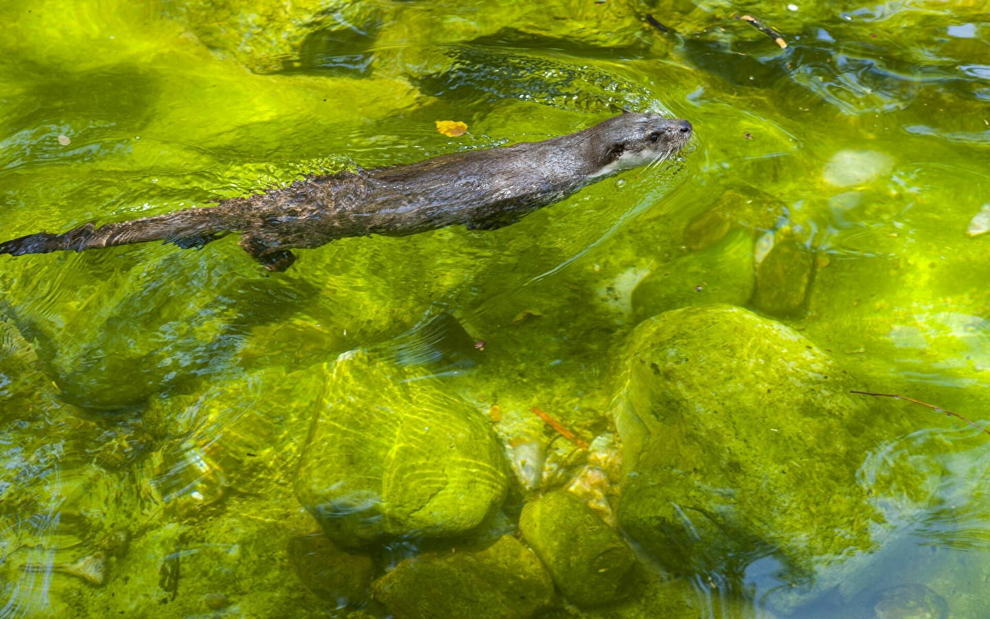 Der geheimnisvolle Otter