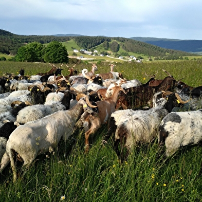 Randonnées en alpages avec la bergerie 'Au rythme du troupeau'