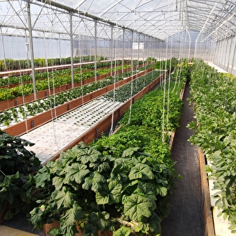 Ferme aquaponique du Pays de Gex - VERSONNEX