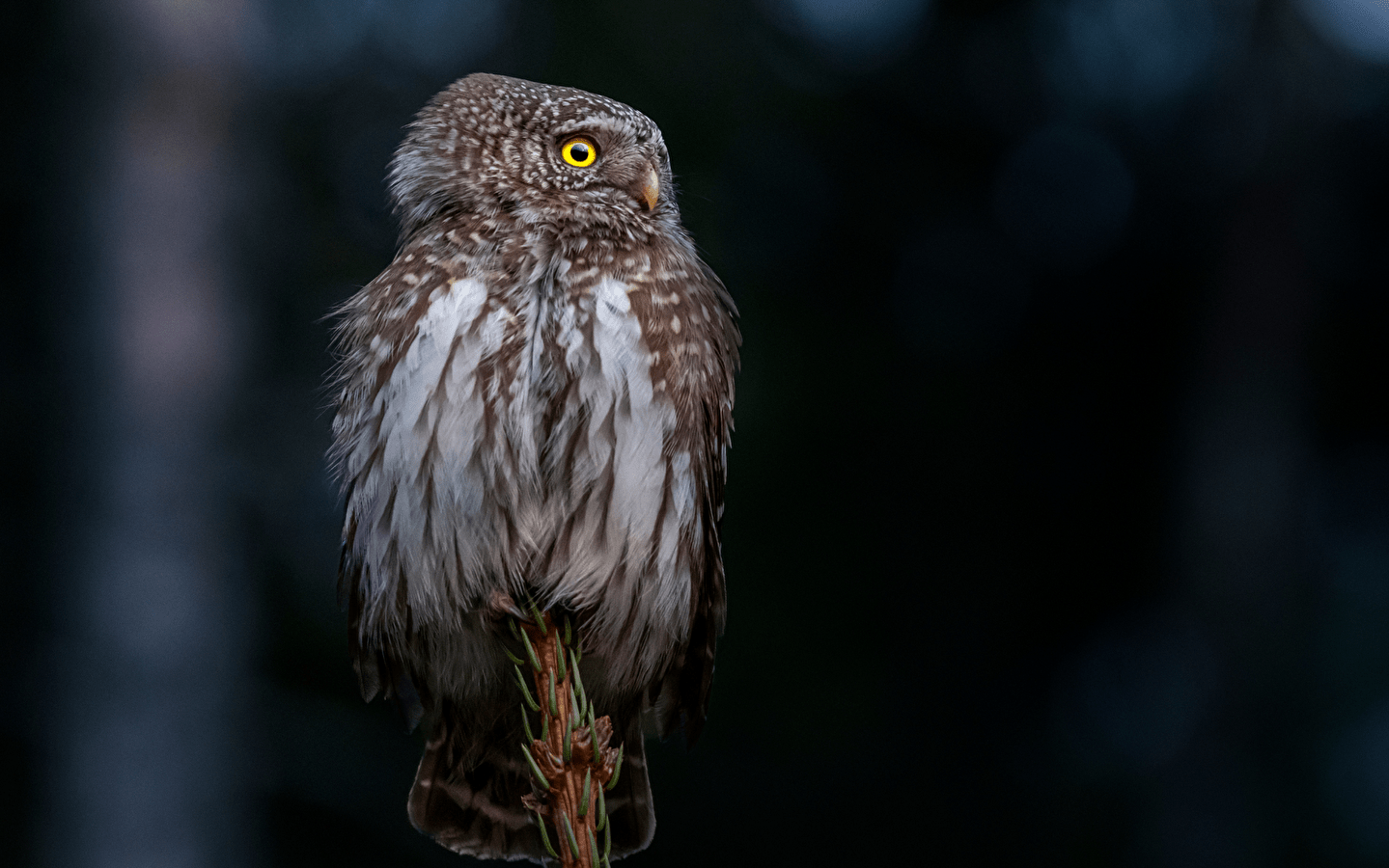 Balade crépusculaire