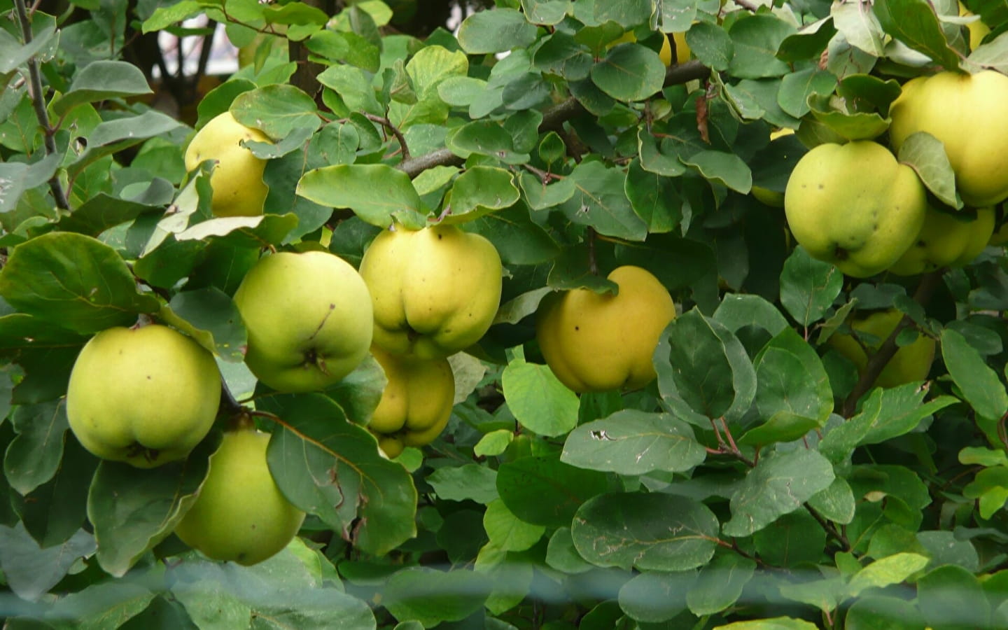 123 Nature Kochworkshop: Herstellung von Quittenpasten