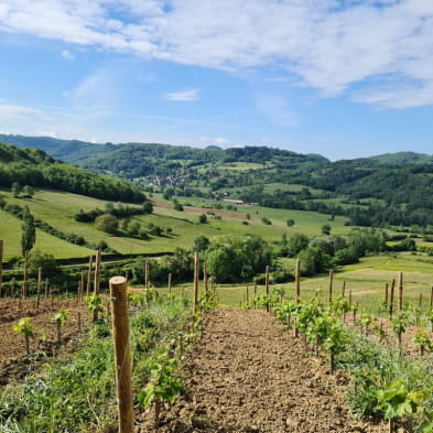  Spaziergang und Weinprobe in den Weinbergen