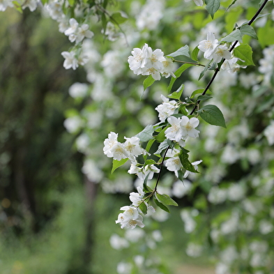 Arboretum Pierre et Serge Antier