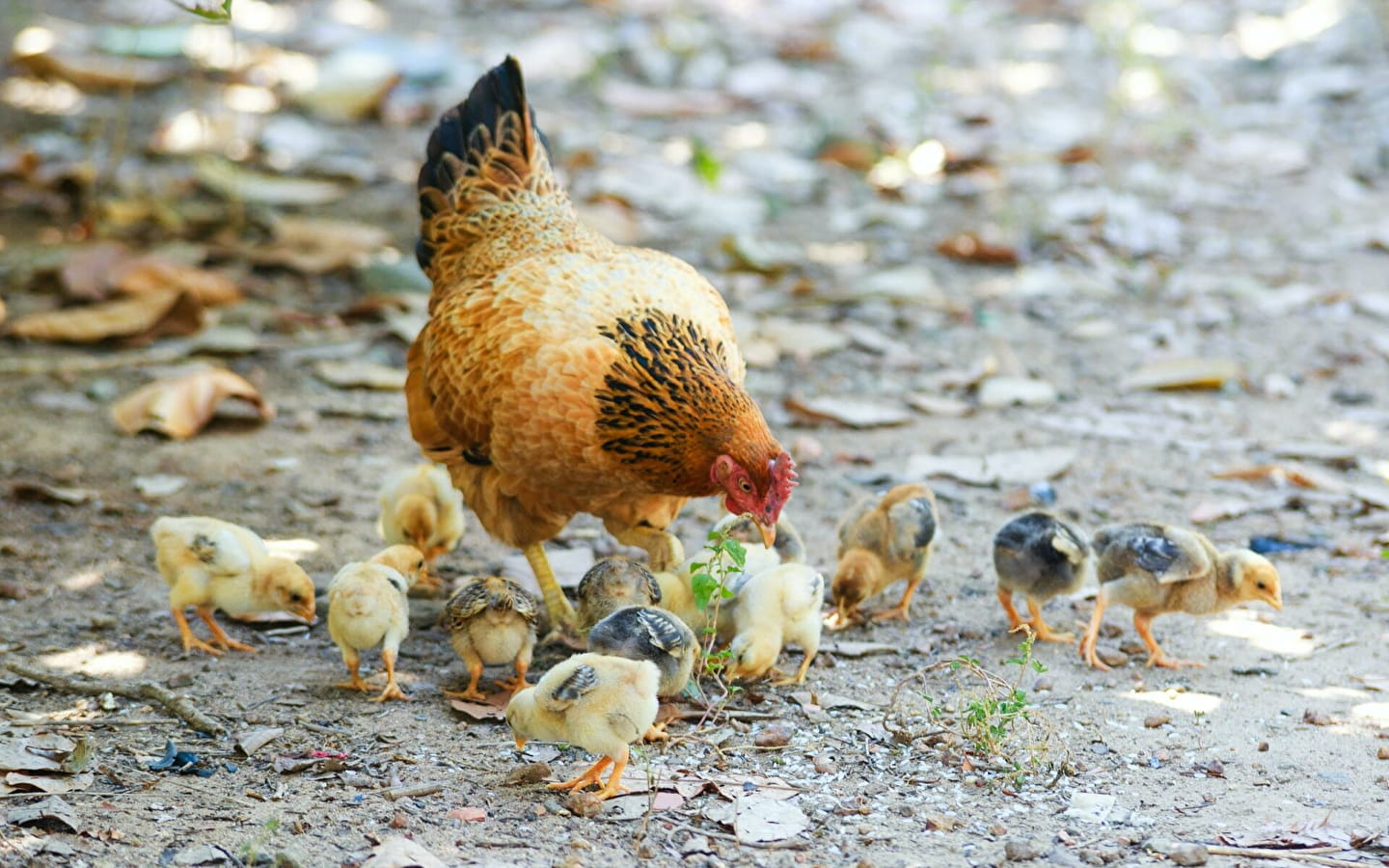 Besichtigung für Kinder 123 Nature : Vom Ei zum Huhn