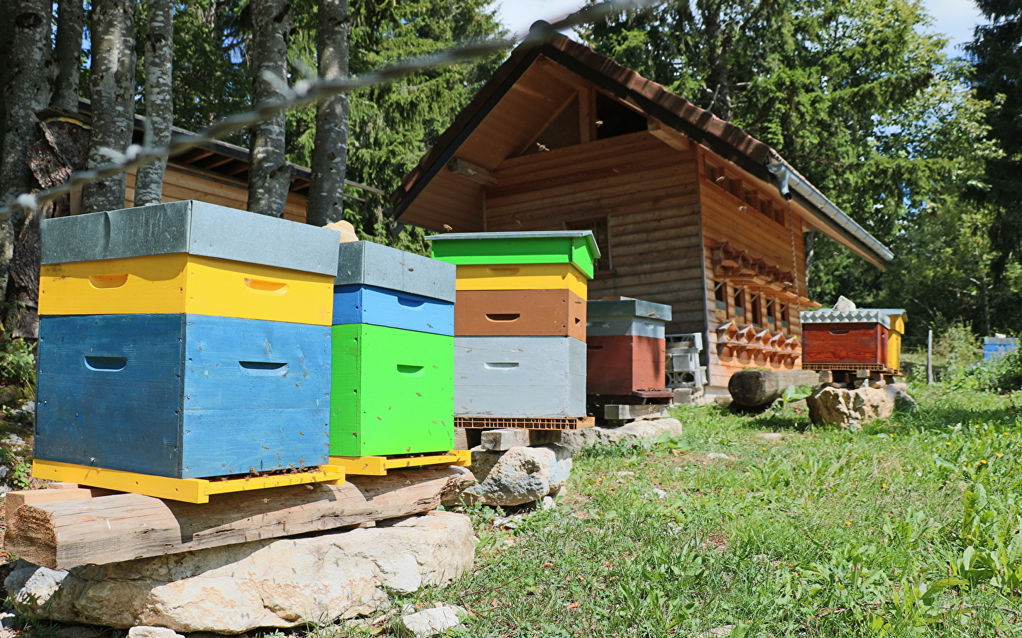 Bienenstock Bayard