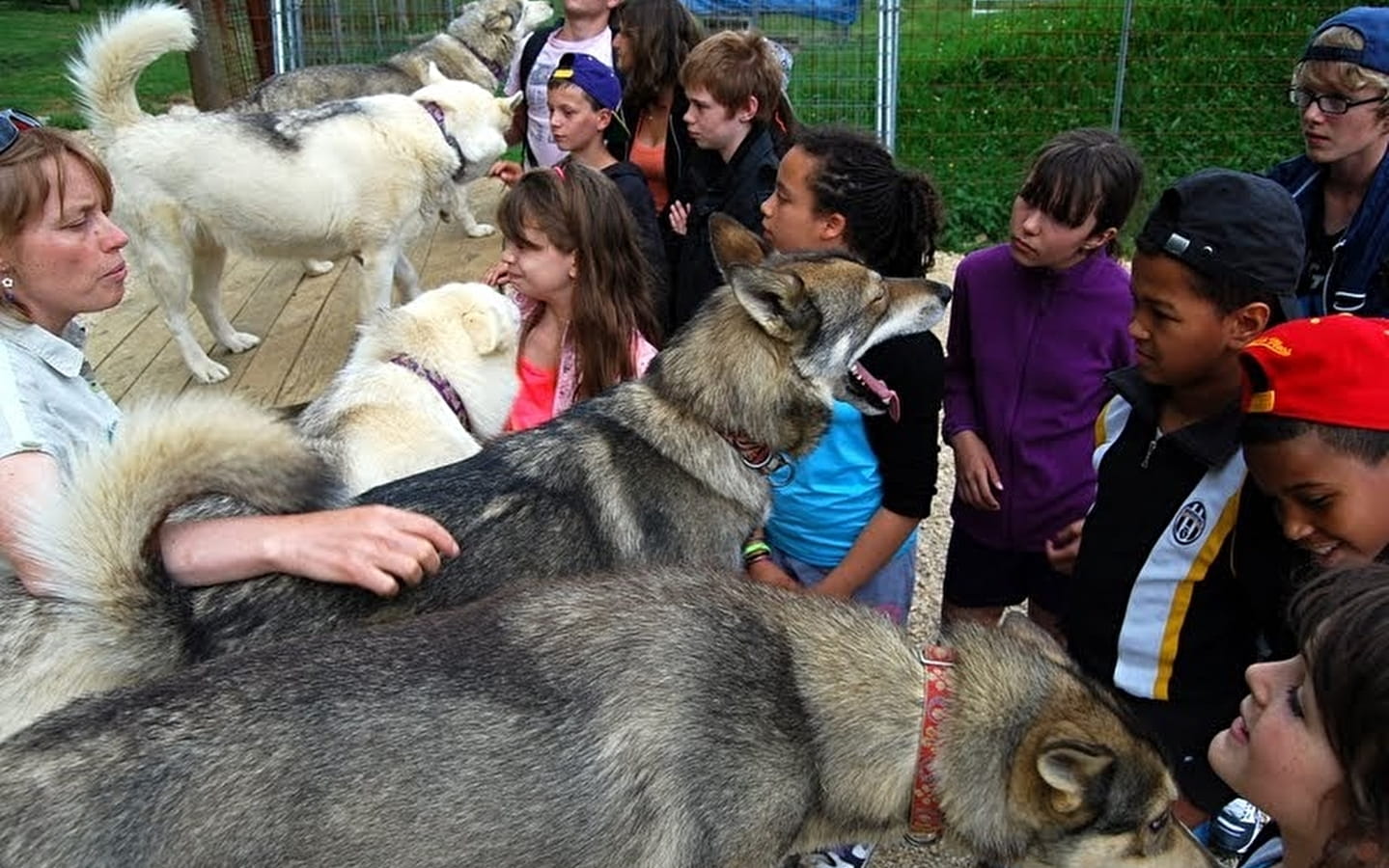 Parkbesichtigung, Eintauchen mit Schlittenhunden