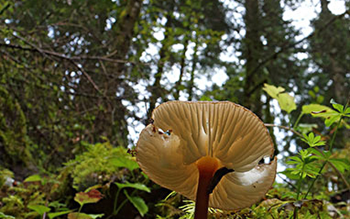 Der Wald von Mont Noir