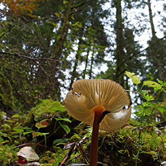 Der Wald von Mont Noir - LAC-DES-ROUGES-TRUITES