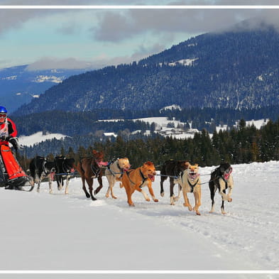 Schlittenhunderennen - ANNUELLE