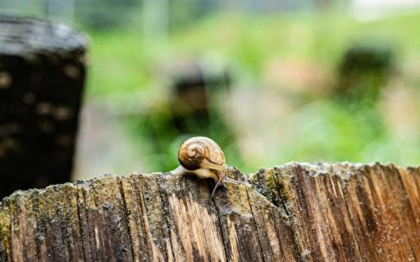 Le Moulin Burignat: Schneckendonnerstage