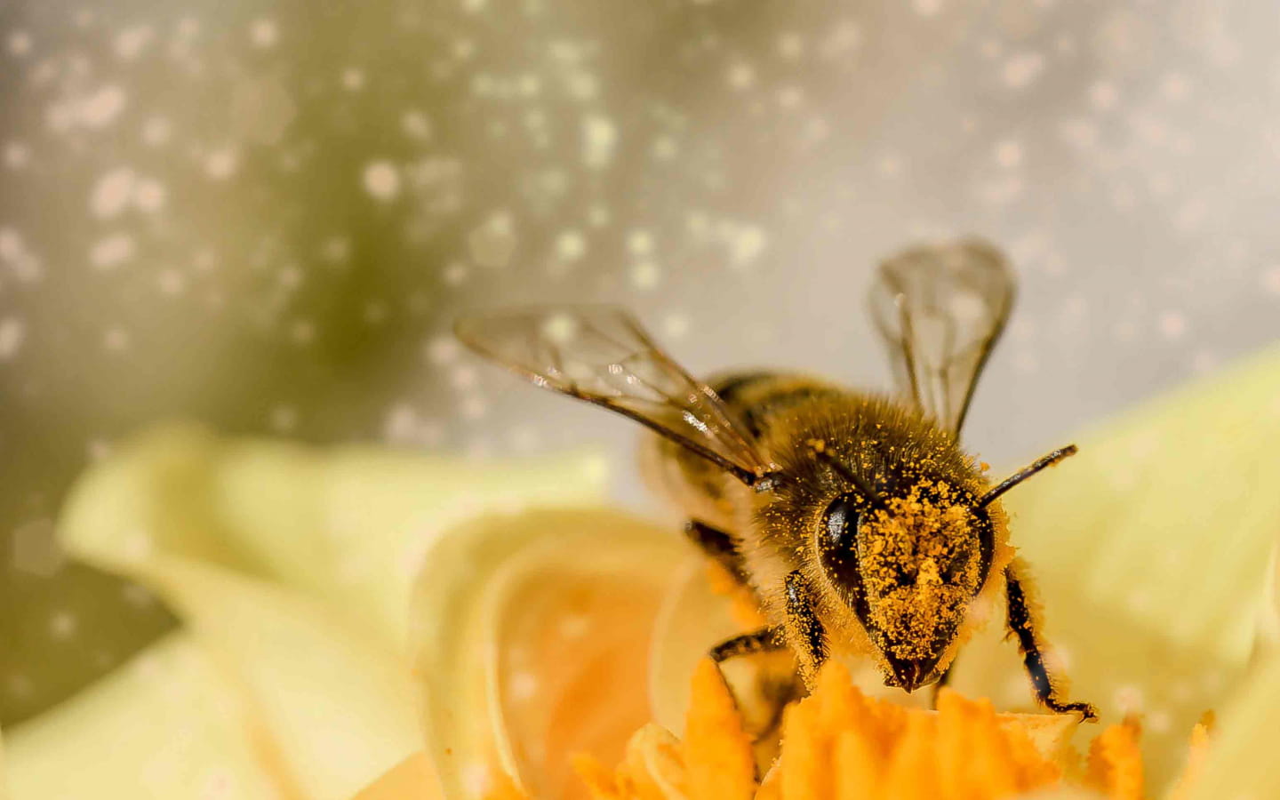 Kinderatelier 123 Natur: Bienen und Kerzen