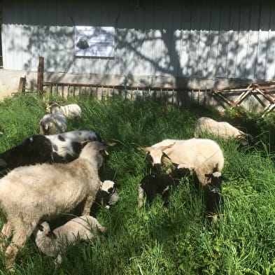 La Ferme des P'tits Bleuets - Fromage de chèvres et brebis