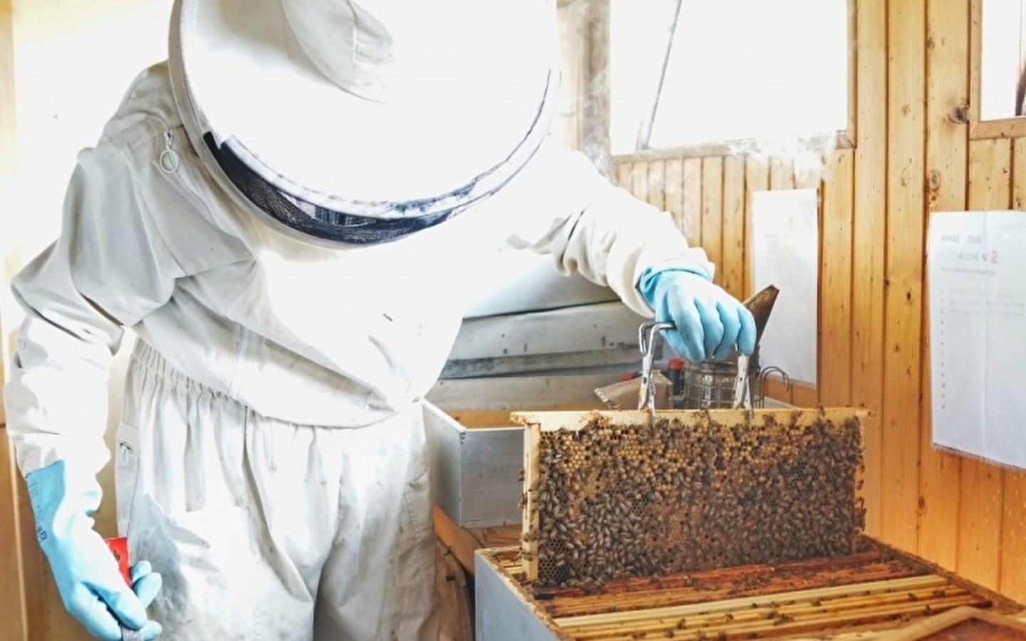 Konferenz 123 Natur: Einen Bienenstock aufnehmen