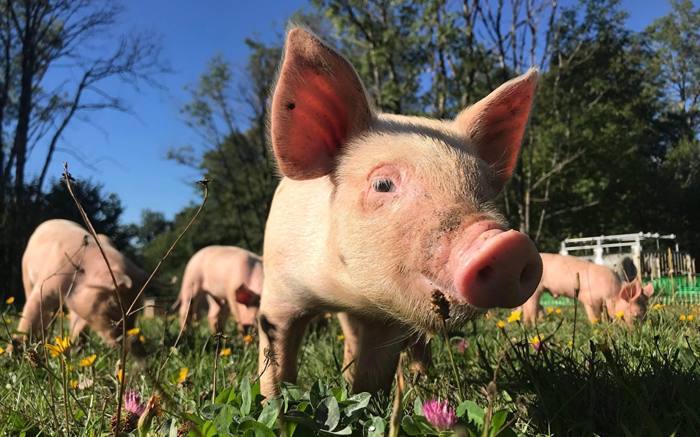 La Ferme d'Alice