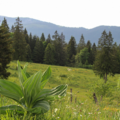 Die Via Francigena in den Jura-Bergen