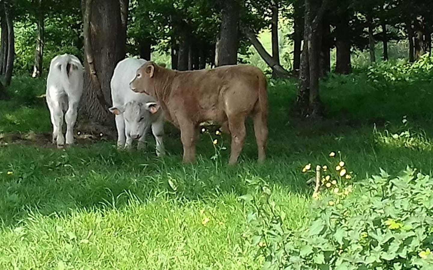 La Ferme de Barrouze