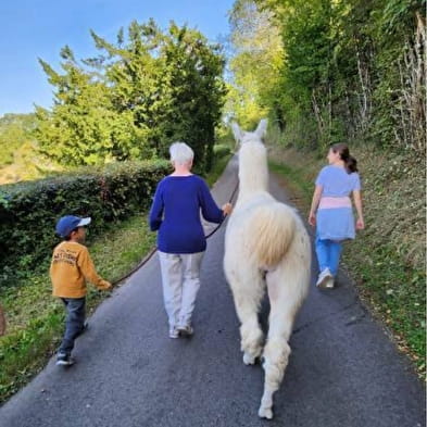 Wanderung mit Lamas