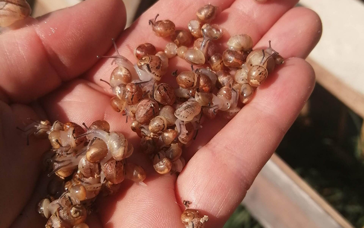 Open Doors: Die Schnecke kommt aus ihrem Haus