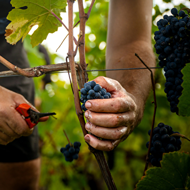 Domaine de Mucelle