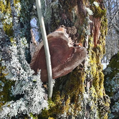 Bain de forêt avec les Demoiselles du Plateau