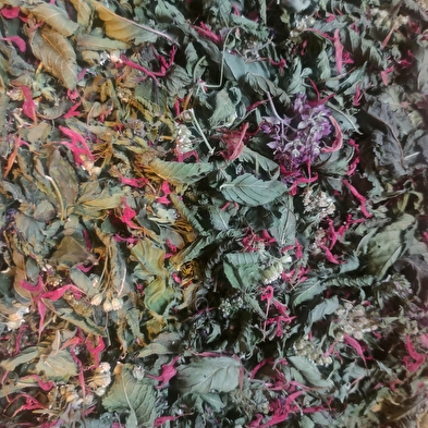 Pflanzen im Frühling