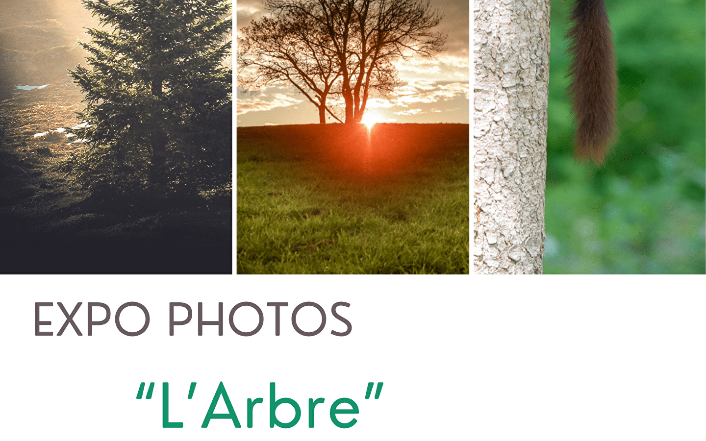 Fotoausstellung 'Der Baum'