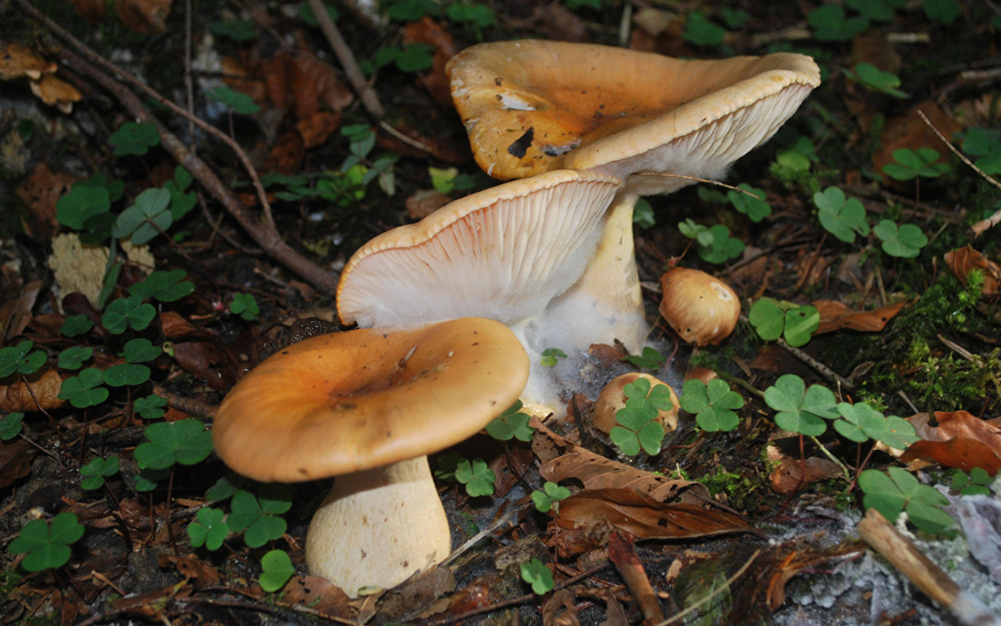 Die Natur Im Herbst