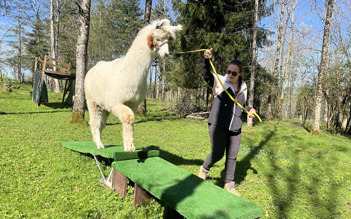 Wanderung mit Lamas