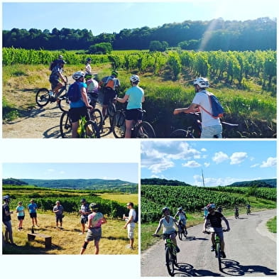 Entdeckung des Weinbergs mit dem Fahrrad