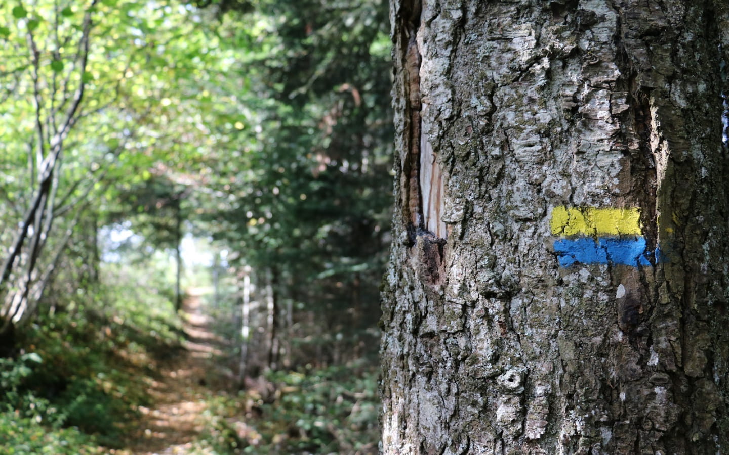 Thibault Gladel - Accompagnateur en montagne