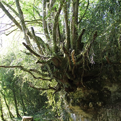 Source de Tapoira