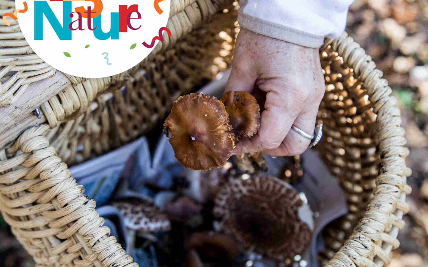 AUSFLUG 123 Natur: Pilze