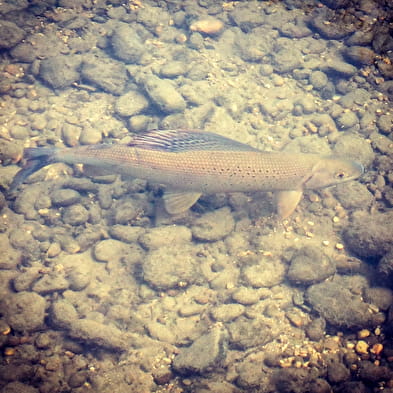 Éclosion pêche - Moniteur guide de pêche