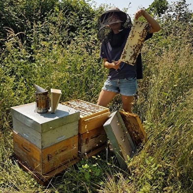 Rucher Tilia - vente de miel