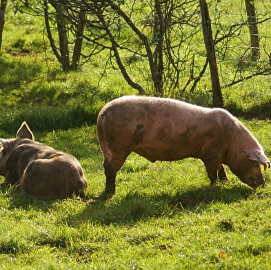 Bergerie de la Cordière