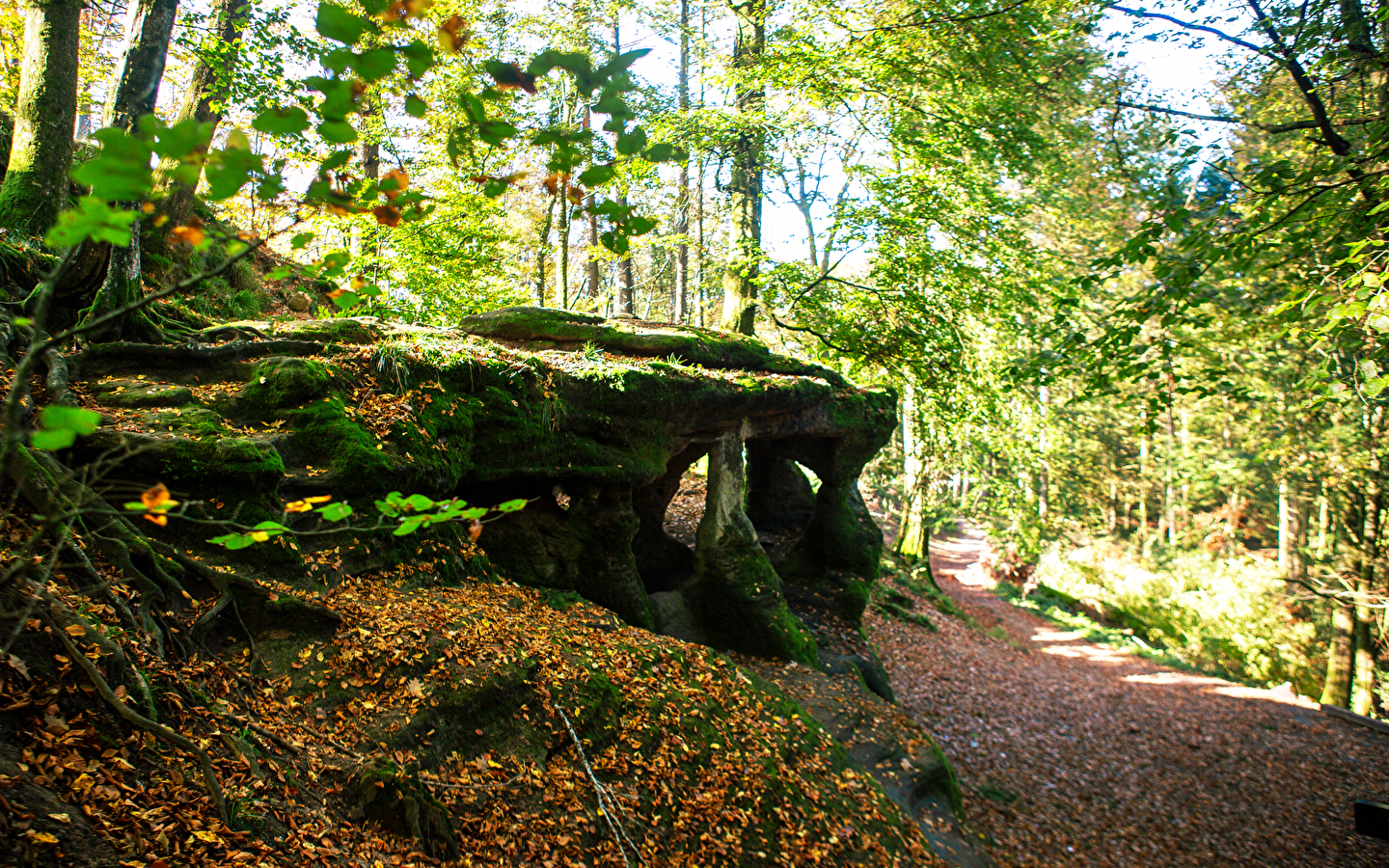Der Werwolf