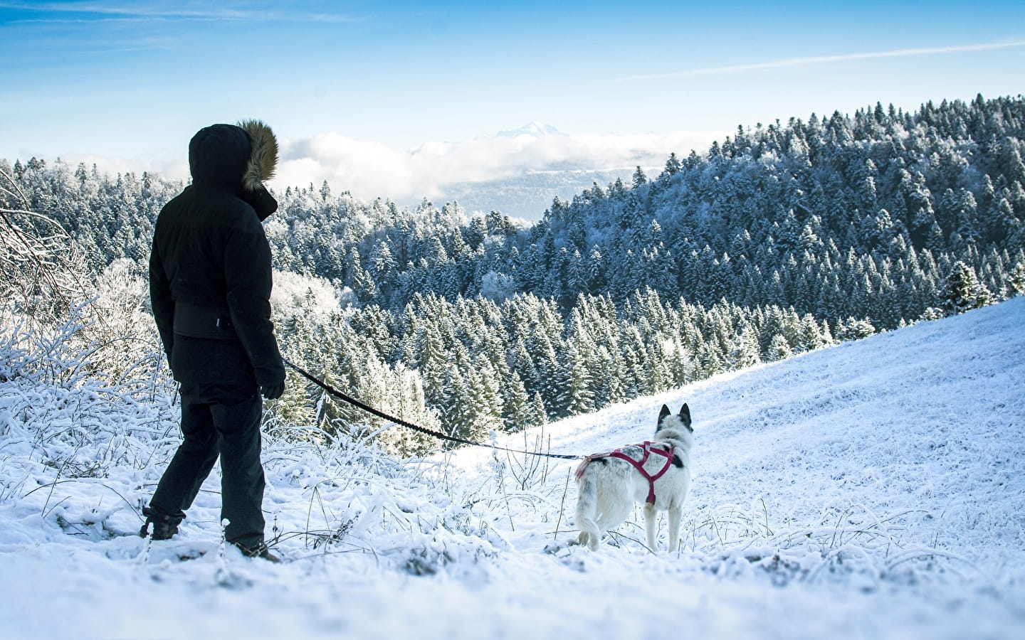 Cani-randonnée avec Nordic Indiana