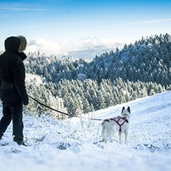 Cani-randonnée avec Nordic Indiana - PLATEAU D'HAUTEVILLE
