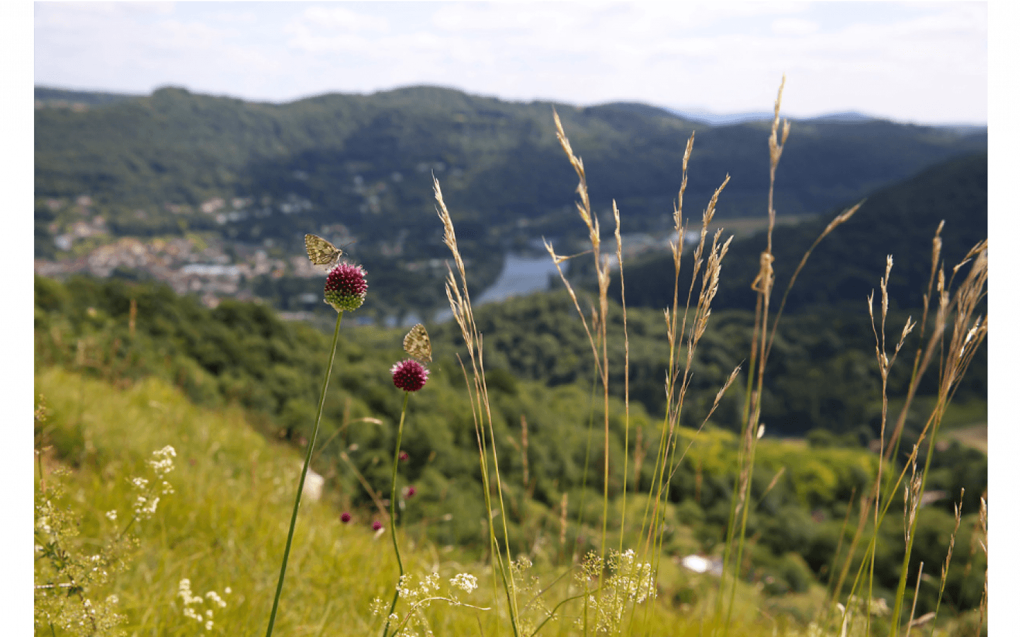 Rundgang durch die Hänge von Rosemont