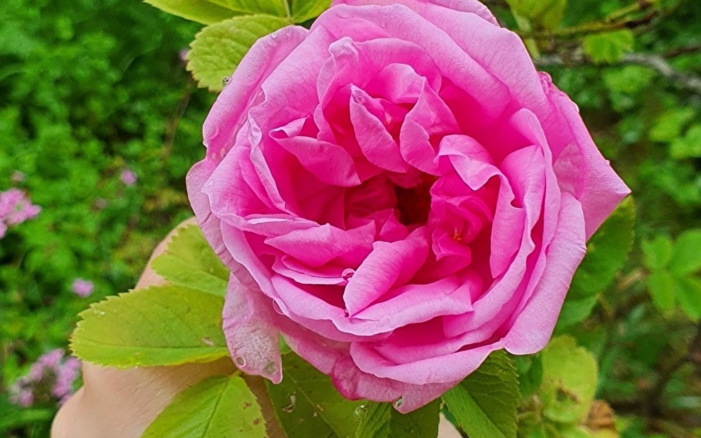 Die fünf Sinne im Garten: Sehen