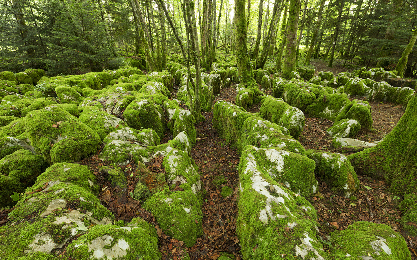 Der Karst