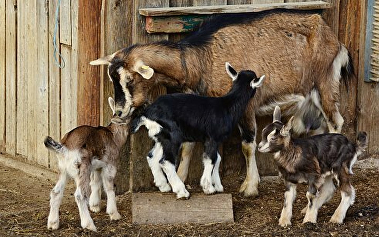 Les Chèvres d'Arvière : production et vente de fromages de chèvre