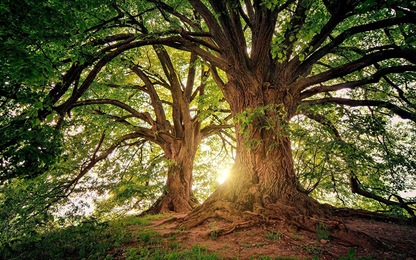 Grimpe d'arbre