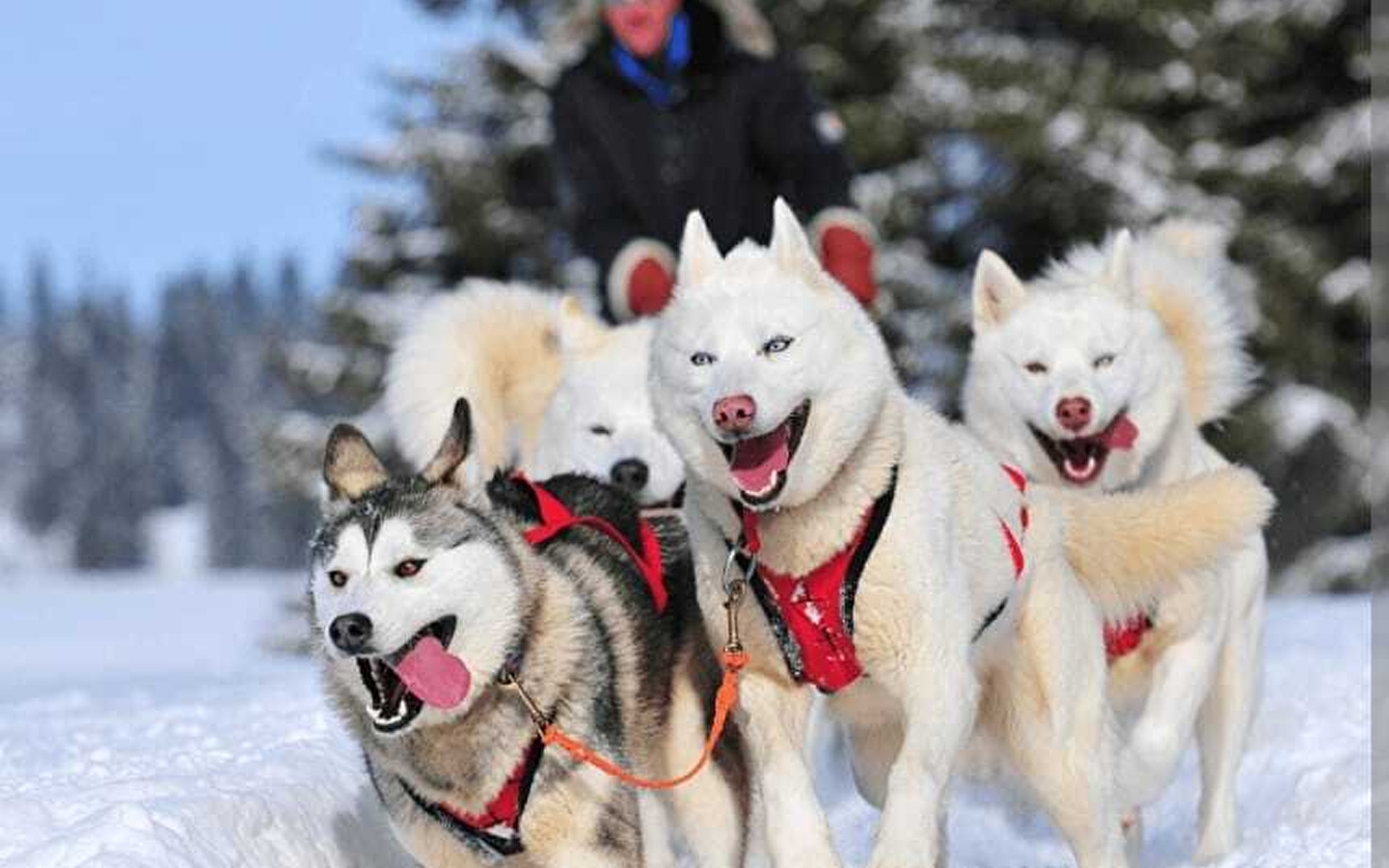 Schlittenhunderennen - ANNUELLE