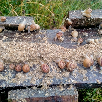 Open Doors: Die Schnecke kommt aus ihrem Haus