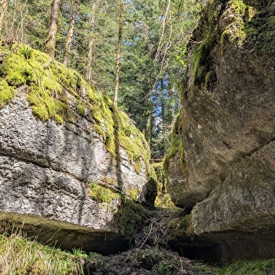 Fankarstische Reise ins Herz des Bois de Billin