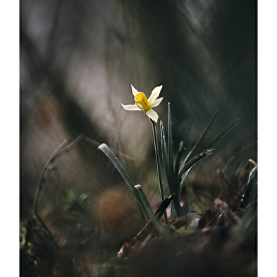 Sylvain Rouvier Photographie