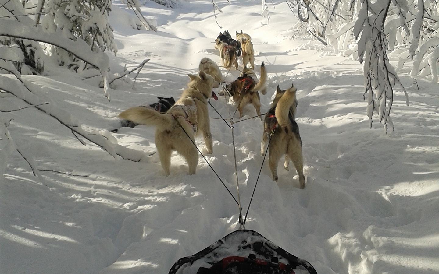 Balade en chiens de traineaux avec Passe Partout